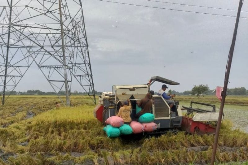 Produksi Beras Naik 13,29%, Bisakah Indonesia Swasembada Tanpa Buka Hutan?